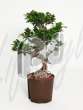 Фикус (Ficus microcarpa compacta bonsai)