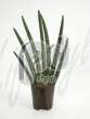 Сансевиерия  (Sansevieria cilindro)