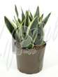 Сансевиерия (Sansevieria futura superba)