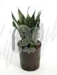 Сансевиерия (Sansevieria zeylanica compacta)