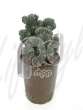 Древовидный кактус (Cereus monstruosus)