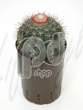 Эхинокактус (Echinocactus bahiensis)