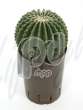 Эхинокактус (Echinocactus subinermis)