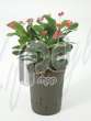 Молочай (Euphorbia milii red)