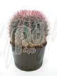 Ферокактус (Ferocactus stainesii)