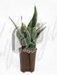 Сансевиерия (Sansevieria futura black)