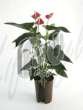 Антуриум  (Anthurium latino red)