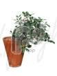 Фикус (Ficus panda Bonsai hanging plant)