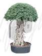 Фикус (Ficus panda Stem)