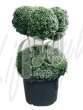 Самшит вечнозелёный (Buxus sempervirens Bonsai)