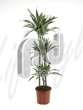 Драцена (Dracaena deremensis)