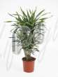 Драцена (Dracaena riki)