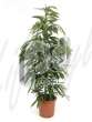 Фикус (Ficus amstel king)