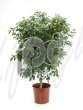 Фикус (Ficus bushy prince)