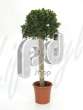 Фикус (Ficus panda)