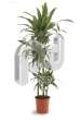 Драцена (Dracaena fr Janet Graig)