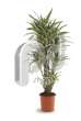 Драцена (Dracaena fr White Stripe vertakt)