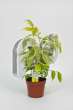 Фикус (Ficus benjamina bush)
