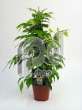 Фикус (Ficus benjamina pyramide met Ficus Forever etiket)