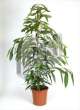 Фикус (Ficus binnendijckii Amstel King)