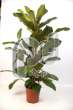 Фикус (Ficus Velvet)