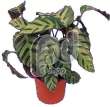 Калатея (Calathea greenstar)
