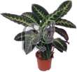 Калатея (Calathea warscewiczii)