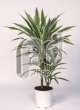 Драцена (Dracaena Deremensis White Stripe)