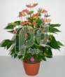 Антуриум (Anthurium Orange love)