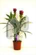 Куркума (Curcuma Siam Scarlet donker paars)