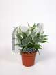 Спатифиллум (Spathiphyllum Tango)