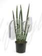 Сансевиерия (Sansevieria cilindro)