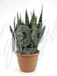 Сансевиерия (Sansevieria coral black)