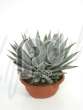Агава (Agave macroacantha Greengrey) 