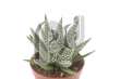 Хавартия (Haworthia Fasciata)