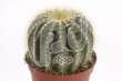Нотокактус (Notocactusmagnificus)