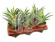 Алое, столетник (Aloe variegata met bloeiende knop)