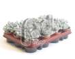 Пахифитум (Pachyphytum oviferum)