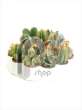 Cactus A in ronde tray + logo etiket