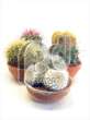 Cactus Bos 2 in 16 cm stenen schaal