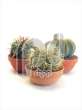 Cactus Bos 3 in 19 cm stenen schaal