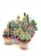 Cactus KABOX Canarias Hollands gemengd