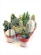 Cactus WEX gemengd + logo etiket