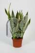 Сансевиерия (Sansevieria futura superba)