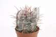 Ферокактус (Ferocactus stainesii)