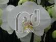 Фаленопсис (Phalaenopsis White wonder)