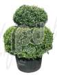 Самшит вечнозеленый   (Buxus sempervirens 2-Boll)