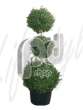 Самшит вечнозеленый  (Buxus sempervirens 3-Boll)