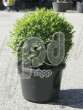 Самшит вечнозеленый (Buxus sempervirens boll 35 cm)